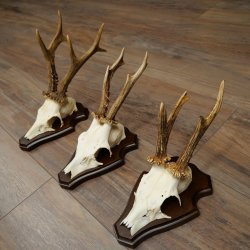 Rehgeweihe 3 Stück Rehböcke auf Trophäenschilder Rehe Reh Bock Geweihe 22.1432