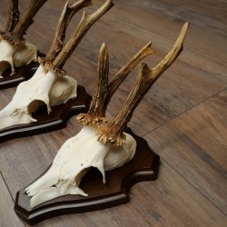 Rehgeweihe 3 Stück Rehböcke auf Trophäenschilder Rehe Reh Bock Geweihe 22.1432