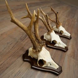 Rehgeweihe 3 Stück Rehböcke auf Trophäenschilder Rehe Reh Bock Geweihe 22.1432