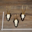 Corna di capriolo, 3 esemplari di capriolo maschio su...
