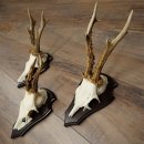 Rehgeweihe 3 Stück Rehböcke auf Trophäenschilder Rehe Reh Bock Geweihe 22.1433