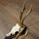 Rehgeweihe 3 Stück Rehböcke auf Trophäenschilder Rehe Reh Bock Geweihe 22.1433