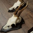 Rehgeweihe 3 Stück Rehböcke auf Trophäenschilder Rehe Reh Bock Geweihe 22.1433