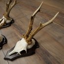 Rehgeweihe 3 Stück Rehböcke auf Trophäenschilder Rehe Reh Bock Geweihe 22.1433