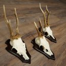 Rehgeweihe 3 Stück Rehböcke auf Trophäenschilder Rehe Reh Bock Geweihe 22.1433