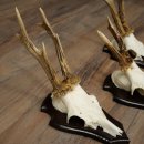 Rehgeweihe 3 Stück Rehböcke auf Trophäenschilder Rehe Reh Bock Geweihe 22.1433