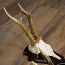 Rehgeweihe 3 Stück Rehböcke auf Trophäenschilder Rehe Reh Bock Geweihe 22.1433