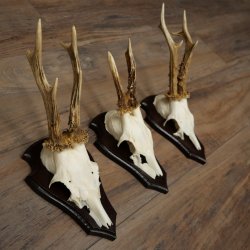 Rehgeweihe 3 Stück Rehböcke auf Trophäenschilder Rehe Reh Bock Geweihe 22.1433