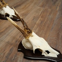 Rehgeweihe 3 Stück Rehböcke auf Trophäenschilder Rehe Reh Bock Geweihe 22.1433
