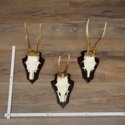 Rehgeweihe 3 Stück Rehböcke auf Trophäenschilder Rehe Reh Bock Geweihe 22.1433