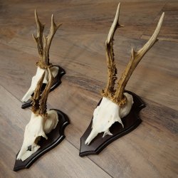 Rehgeweihe 3 Stück Rehböcke auf Trophäenschilder Rehe Reh Bock Geweihe 22.1433