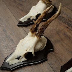 Rehgeweihe 3 Stück Rehböcke auf Trophäenschilder Rehe Reh Bock Geweihe 22.1433