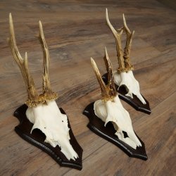 Rehgeweihe 3 Stück Rehböcke auf Trophäenschilder Rehe Reh Bock Geweihe 22.1433