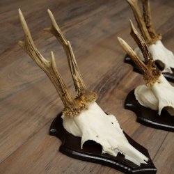 Rehgeweihe 3 Stück Rehböcke auf Trophäenschilder Rehe Reh Bock Geweihe 22.1433
