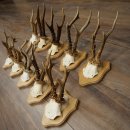 Bois de chevreuil : 10 mâles de chevreuil sur de nouveaux supports pour trophées – Chevreuils, mâles de chevreuil, bois 22.1435