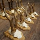 Bois de chevreuil : 10 mâles de chevreuil sur de nouveaux supports pour trophées – Chevreuils, mâles de chevreuil, bois 22.1435
