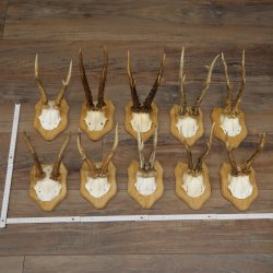 Bois de chevreuil : 10 mâles de chevreuil sur de nouveaux supports pour trophées – Chevreuils, mâles de chevreuil, bois 22.1435