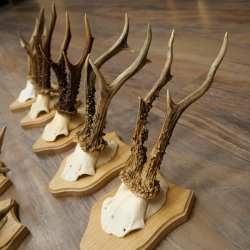 Bois de chevreuil : 10 mâles de chevreuil sur de nouveaux supports pour trophées – Chevreuils, mâles de chevreuil, bois 22.1435