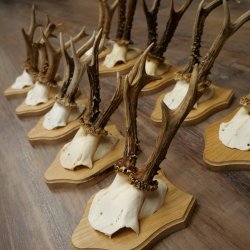 Bois de chevreuil : 10 mâles de chevreuil sur de nouveaux supports pour trophées – Chevreuils, mâles de chevreuil, bois 22.1435