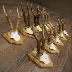 Bois de chevreuil : 10 mâles de chevreuil sur de nouveaux supports pour trophées – Chevreuils, mâles de chevreuil, bois 22.1435