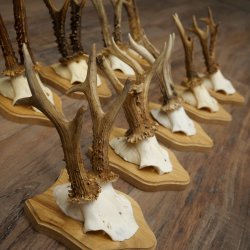 Bois de chevreuil : 10 mâles de chevreuil sur de nouveaux supports pour trophées – Chevreuils, mâles de chevreuil, bois 22.1435
