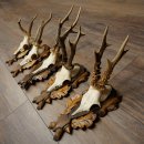 5 bois de chevreuil, mâles âgés,...