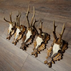 5 bois de chevreuil, mâles âgés, chevreuil mâle, bois de chevreuil mâle, lot de bois montés sur des supports de trophées sculptés 21 489