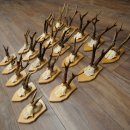 20 paires de bois de chevreuil (mâles) – Bois de chevreuil mâle sur socles pour trophées 20.131