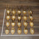 20 paires de bois de chevreuil (mâles) – Bois de chevreuil mâle sur socles pour trophées 20.131