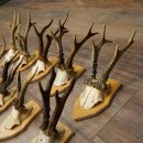 20 paires de bois de chevreuil (mâles) – Bois de chevreuil mâle sur socles pour trophées 20.131