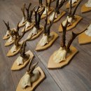 20 paires de bois de chevreuil (mâles) – Bois de chevreuil mâle sur socles pour trophées 20.131