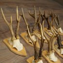 20 paires de bois de chevreuil (mâles) – Bois de chevreuil mâle sur socles pour trophées 20.131