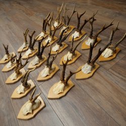 20 paires de bois de chevreuil (mâles) – Bois de chevreuil mâle sur socles pour trophées 20.131