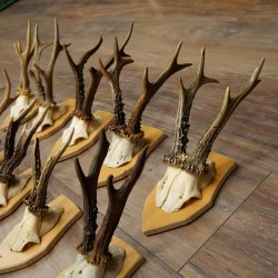 20 paires de bois de chevreuil (mâles) – Bois de chevreuil mâle sur socles pour trophées 20.131