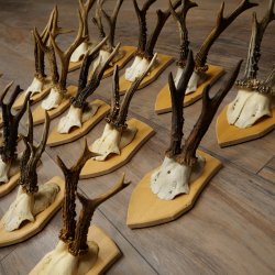 20 paires de bois de chevreuil (mâles) – Bois de chevreuil mâle sur socles pour trophées 20.131