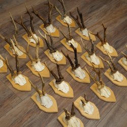 20 paires de bois de chevreuil (mâles) – Bois de chevreuil mâle sur socles pour trophées 20.131