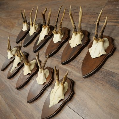 11 bois de chevreuil, mâles âgés, ensemble de bois de chevreuil mâle, montés sur socles de trophées 21 490