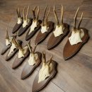 11 bois de chevreuil, mâles âgés,...