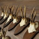 11 bois de chevreuil, mâles âgés, ensemble de bois de chevreuil mâle, montés sur socles de trophées 21 490