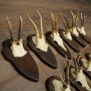 11 bois de chevreuil, mâles âgés, ensemble de bois de chevreuil mâle, montés sur socles de trophées 21 490