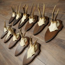 11 bois de chevreuil, mâles âgés, ensemble de bois de chevreuil mâle, montés sur socles de trophées 21 490