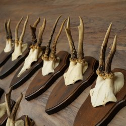 11 bois de chevreuil, mâles âgés, ensemble de bois de chevreuil mâle, montés sur socles de trophées 21 490