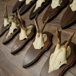 11 bois de chevreuil, mâles âgés, ensemble de bois de chevreuil mâle, montés sur socles de trophées 21 490