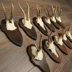 11 bois de chevreuil, mâles âgés, ensemble de bois de chevreuil mâle, montés sur socles de trophées 21 490