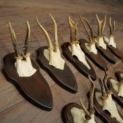 11 bois de chevreuil, mâles âgés, ensemble de bois de chevreuil mâle, montés sur socles de trophées 21 490