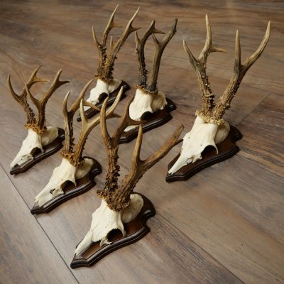 6 bois de chevreuil, mâles de grande taille – Lot de bois de chevreuil mâle sur socles pour trophées 21 491