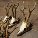 6 bois de chevreuil, mâles de grande taille – Lot de bois de chevreuil mâle sur socles pour trophées 21 491