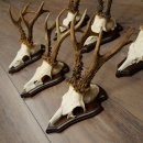 6 bois de chevreuil, mâles de grande taille – Lot de bois de chevreuil mâle sur socles pour trophées 21 491