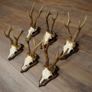 6 bois de chevreuil, mâles de grande taille – Lot de bois de chevreuil mâle sur socles pour trophées 21 491