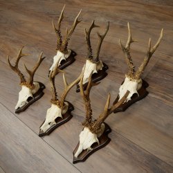 6 bois de chevreuil, mâles de grande taille – Lot de bois de chevreuil mâle sur socles pour trophées 21 491